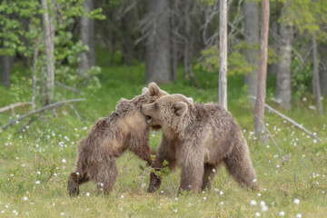 Wall Mural - Two young Brown bears playing in the middle of the cotton grass in a Finnish bog