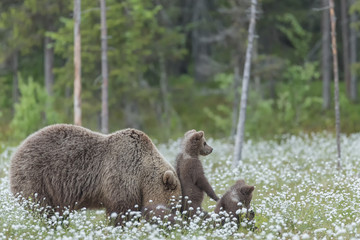 Wall Mural - Mother bear and her three cubs in the middle of the cotton grass in a Finnish bog
