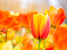 Closeup Of Vivid Or Vibrant Orange And Yellow Tulip Flower With Blurry Garden Or Park Background.
