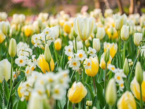 Naklejki tulipany   zblizenie-miekkich-bialych-i-zoltych-tulipanow-kwiat-w-polu-lub-lace-w-parku-lub-ogrodzie