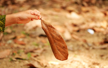 A girl's hand is holding brown dried leaves