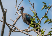 Red Naped Ibis On Tree