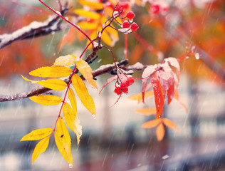 Wall Mural - Bunches of red rowan covered by the first snow. Red rowan berries with yellow leaves in the snow.