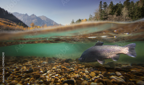 Fotomural Fishing. Close-up shut of a fish under water.
