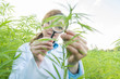 © Westend61 - Scientist with magnifying glass examining hemp plant in a hemp plantation
