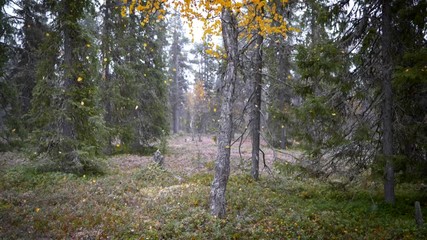 Wall Mural - Finnish Lapland autumn concet. Autumn forest with falling orange autumn leaves and snow. Slow motion shot