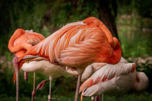 Flamingo Sleeping Currled Up In Its Feathers