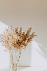 Beige reeds in vase standing on white table with beautiful shadows on the wall. Minimal, styled concept for bloggers. Parisian vibes.