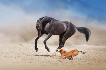 Poster - Akhal teke Horse run with dog in desert dust