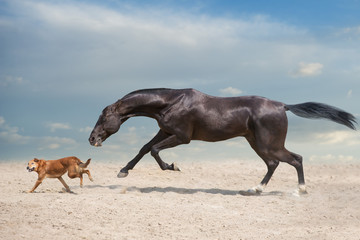 Poster - Akhal teke Horse run with dog in desert dust