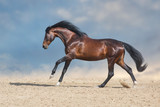 Fototapeta Konie - Bay horse  run fast in desert dust against blue background