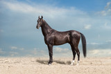 Fototapeta Konie - Akhal teke black horse standing in desert