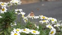 Two Common Buckeye Butterflies In Slow Motion