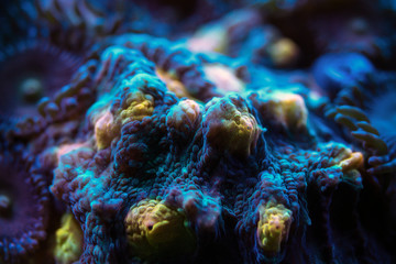 Underwater world. Chalice sea coral macro-shooting.