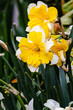 white and yellow single naricissus variety of jonquil gowing