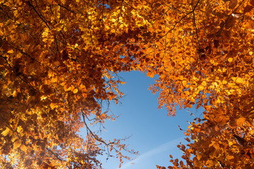 Canvas Print - Autumn leaves with blue sky background