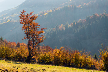 Poster - Beautiful landscape with magic autumn trees and fallen leaves