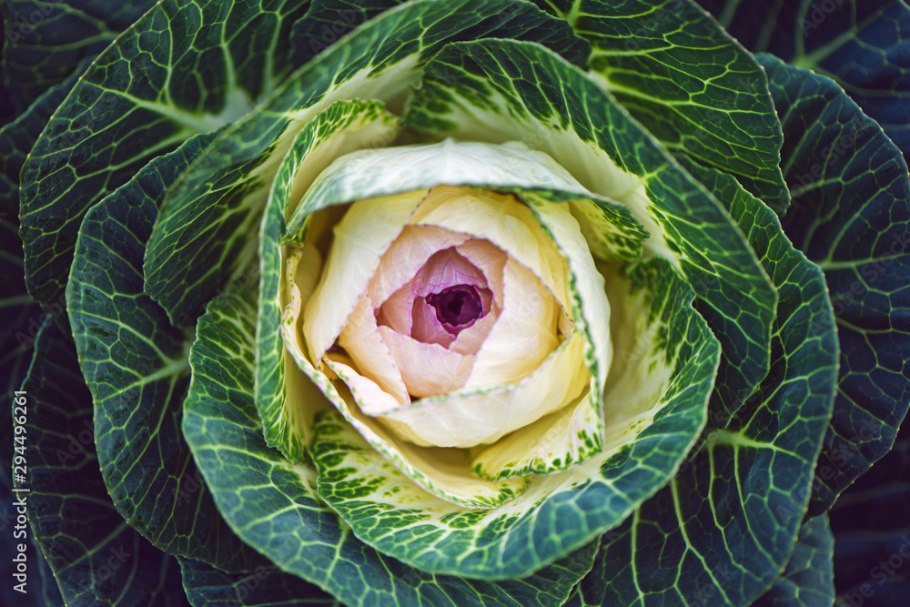 Close up background of decorative cabbage Brassica. - obrazy, fototapety, plakaty 