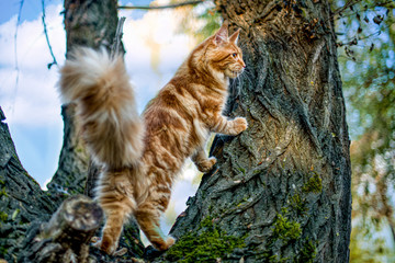 maine coon kitten sitting on a tree in forest, park on summer sunny day.