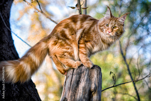 Photo Maine coon kitten sitting on a tree in forest, park on summer sunny day