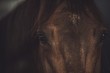 Brown Horse Look Closeup