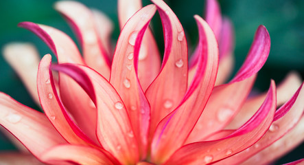 Pink Flower Macro