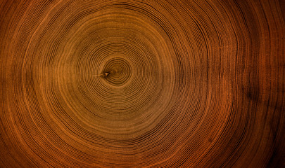 Old wooden mahogany tree cut surface. Detailed warm dark brown and orange tones of a felled tree trunk or stump. Rough organic texture of tree rings with close up of end grain.