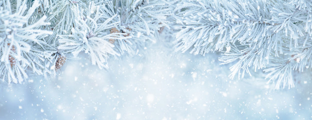 Soft Winter Christmas background with snowy pine