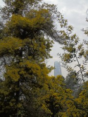 Wall Mural - yellow aromatic trees in Cerro San Cristóbal de Santiago de Chile