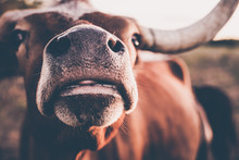 Long Horn, Cute Animals, Cow Lick, Cute Cow, Texas, Texas Cattle, Sun Flares, Sun, Moo, Steer, Calf, Beautiful Animals, Ranch, Ranch Land, Cow, Animal, Farm, Cattle, Bull, Agriculture, Mammal, Livesto