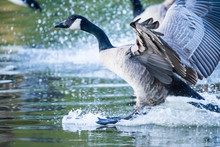 Two Canada Geese In Formation Commit To A Landing Spot With Feet Down