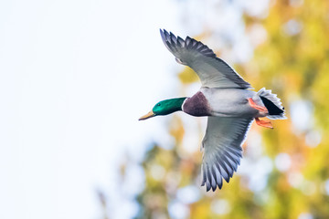 A Drake Mallard Casts a Wary Eye as he makes a Pass By the Blind