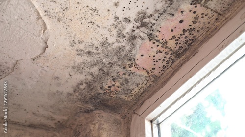 Indoor mold. Mold on white wall, fungus on white background, bacteria on surface. Mold growth at house