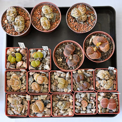 Sticker - Lithops - Blooming stones in a plastic pot.