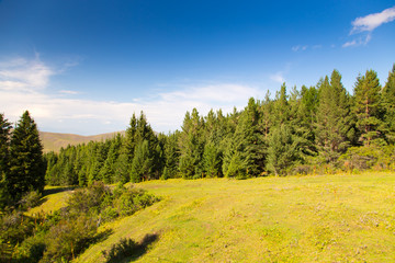 young trees of a Christmas tree in the mountains. Summer beautiful landscape.