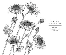 Sketch Floral Botany Collection. Daisy Flower Drawings. Black And White With Line Art On White Backgrounds. Hand Drawn Botanical Illustrations. Nature Vector.
