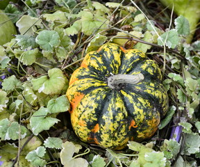 Pumpkins Still life of large and small pumpkins of different colors on a straw, orange, green pumpkins.