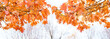 bright orange red oak leaves on light background. Beautiful nature Autumnal landscape. Golden Fall season concept. banner. close up. soft selective focus