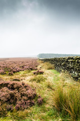 Wall Mural - Ilkley moor in the autumn fog