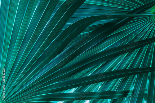 Fototapete - tropical palm leaf and shadow, abstract natural green background, dark tone