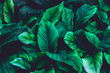 Leinwandbild Motiv leaves of Spathiphyllum cannifolium, abstract green texture, nature dark  tone background, tropical leaf	