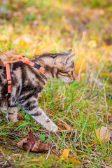 Wall Mural - Domestic cat for a walk in the autumn park. Home pet. Cat and autumn. Bengal cat kitten.