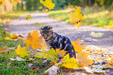 Wall Mural - Domestic cat for a walk in the autumn park. Home pet. Cat and autumn. Bengal cat kitten.