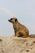 Erdmännchen (Suricata suricatta) Surikate oder Scharrtier, südliches Afrika