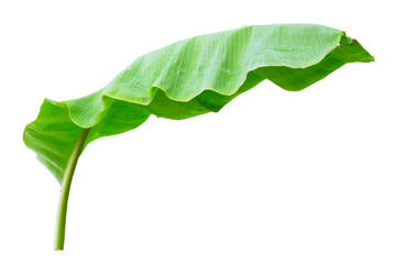 Banana leaf isolated on white background