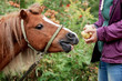 © Georgy Dzyura - Woman feeding a funny brown pony colt with freshly collected apples outdoors in summer