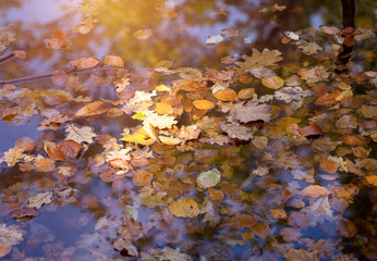 Colorful autumn leaves floating on the water