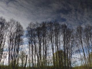 Wall Mural - beautiful fuzzy reflections in water, suitable for texturam