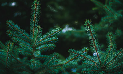 Wall Mural - Background from green spruce branches. Christmas background.