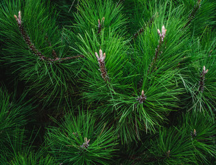 Wall Mural - Background from green pine branches. Christmas background.